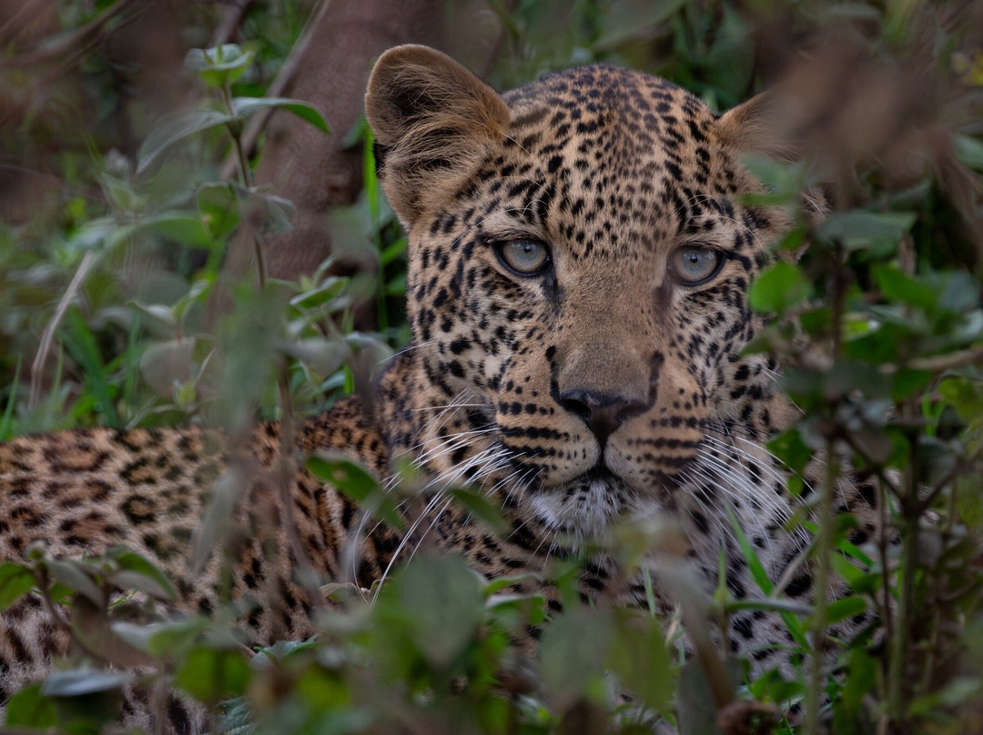 Carnivores Safaris Limited-阿鲁沙必去景点