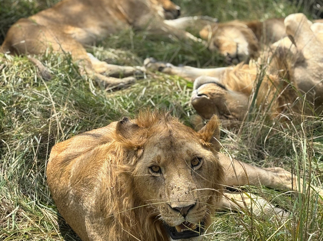 Motherland Adventures Kenya-内罗毕必去景点