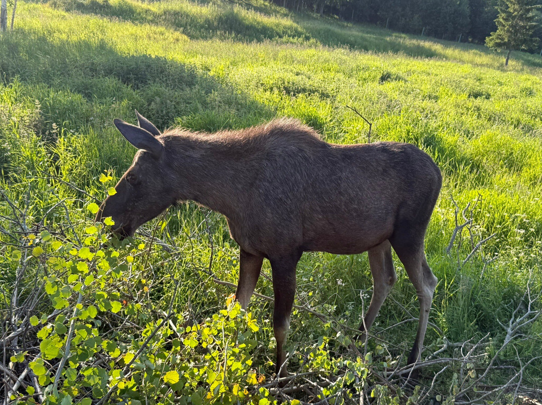 Moose Garden-Orrviken必去景点