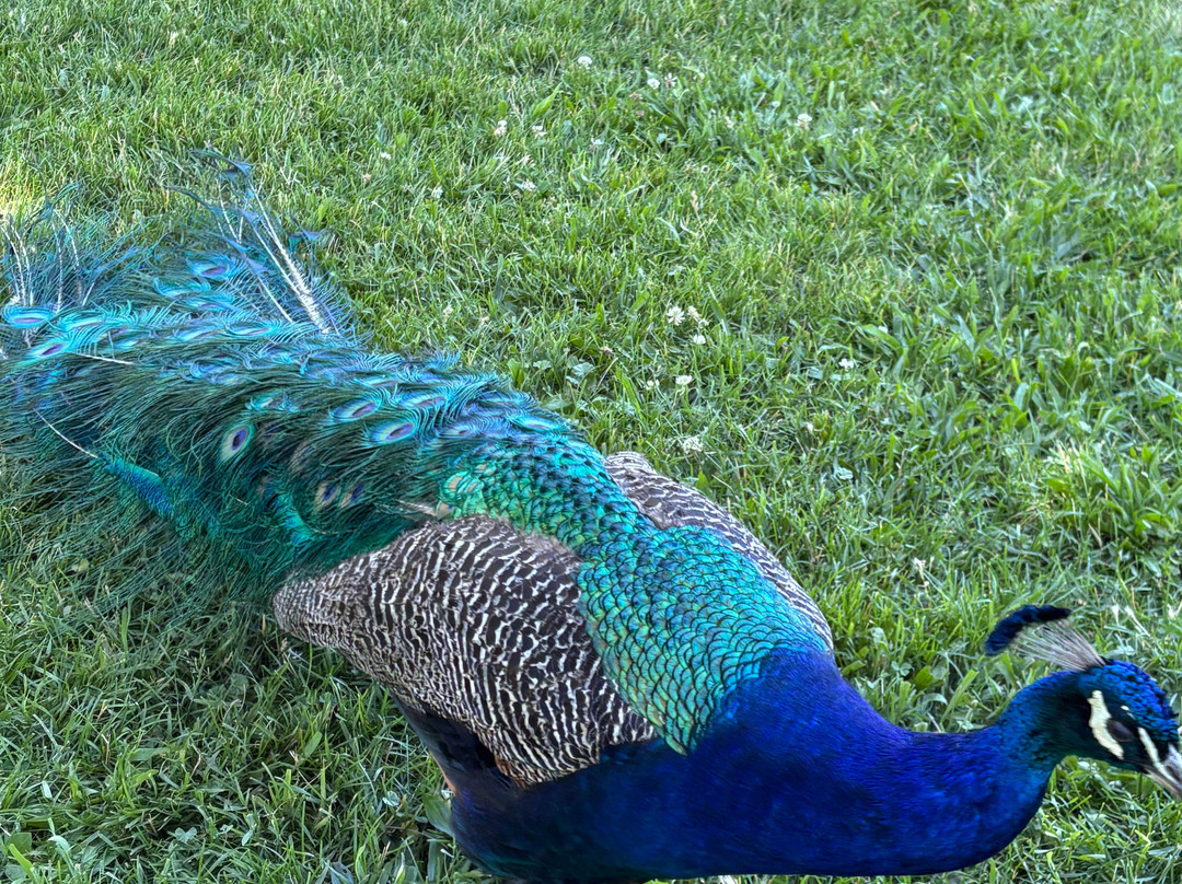 Petersen Rock Garden and Museum-雷德蒙德必去景点