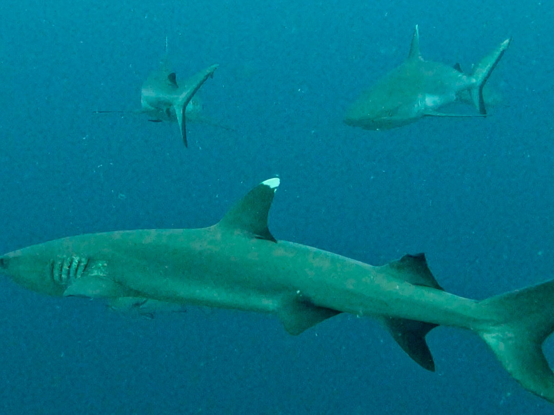 DivePoint Guraidhoo-康杜玛岛必去景点