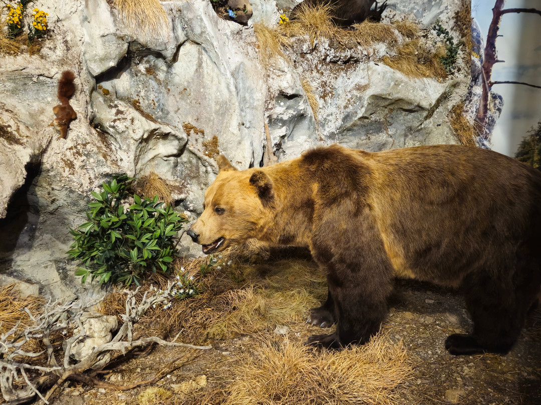 Naturmuseum Salzkammergut - Treffpunkt Natur-Ebensee am Traunsee必去景点