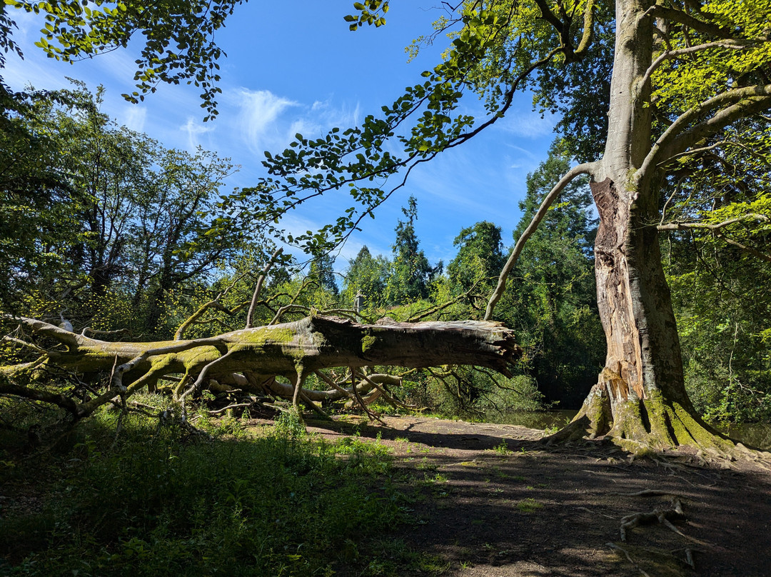 Gosford Forest Park-阿尔马必去景点