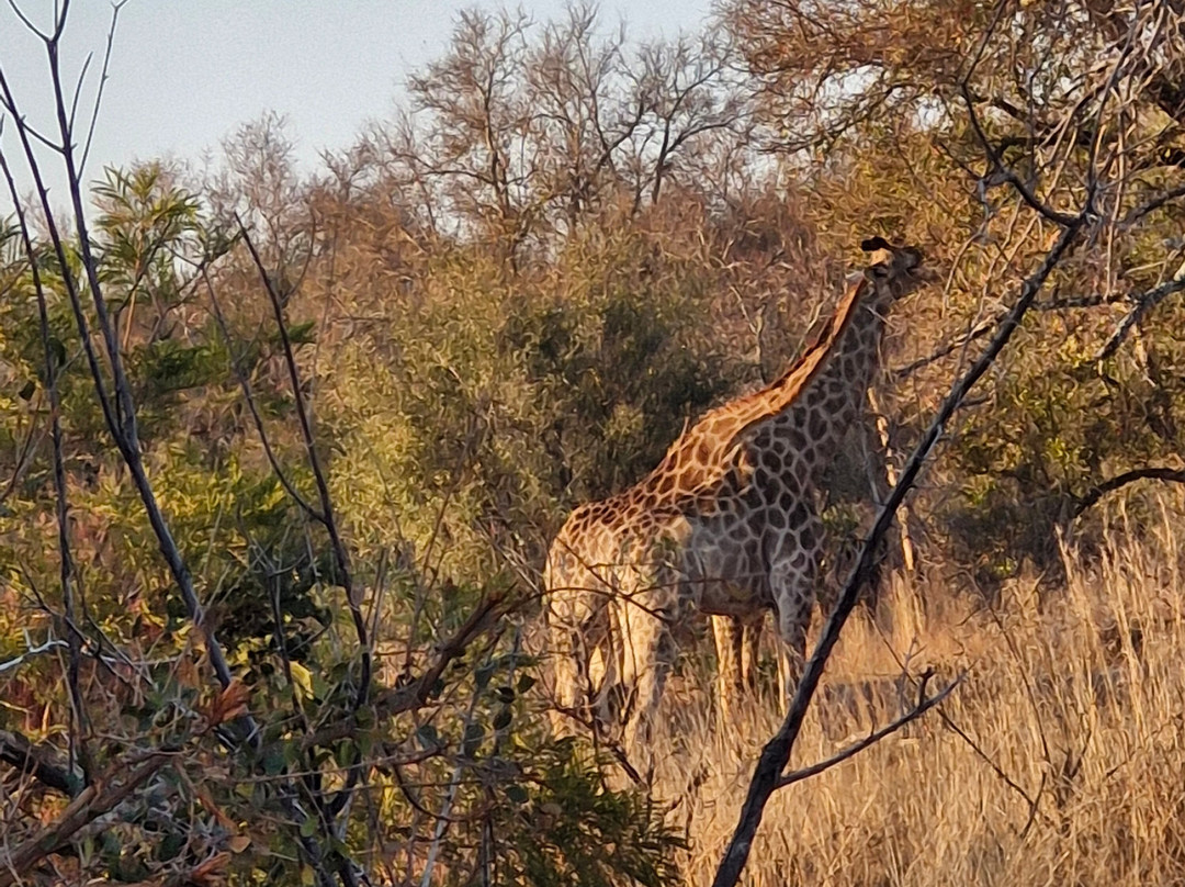 On Safari Africa - Kruger National Park-马里兰必去景点