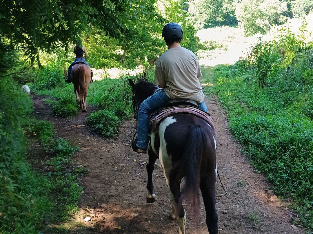 Smoky Mountain Trail Rides and Bison Farm-Marshall必去景点