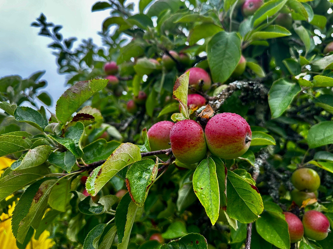 Dorset Nectar Cider-布里德波特必去景点