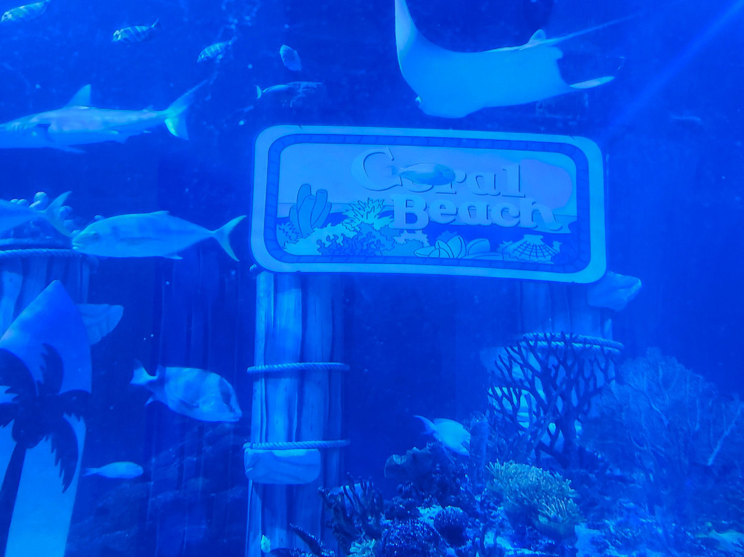 SEA LIFE Aquarium-卡尔斯巴德必去景点