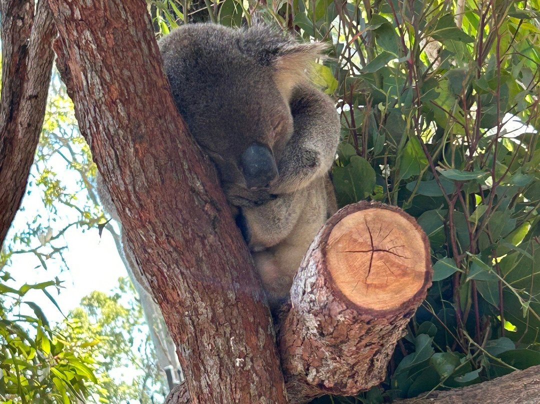 Rockhampton Zoo-罗克汉普顿必去景点