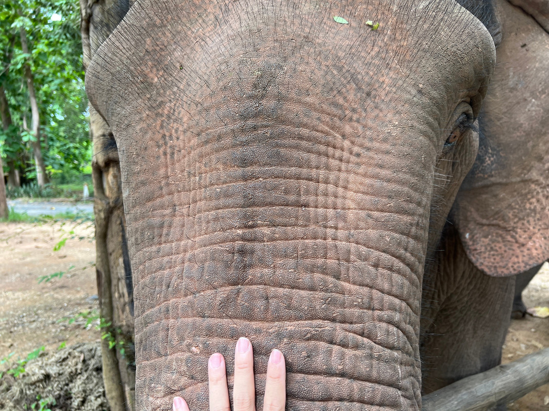 Manifa Elephant Camp-Sang Ha必去景点