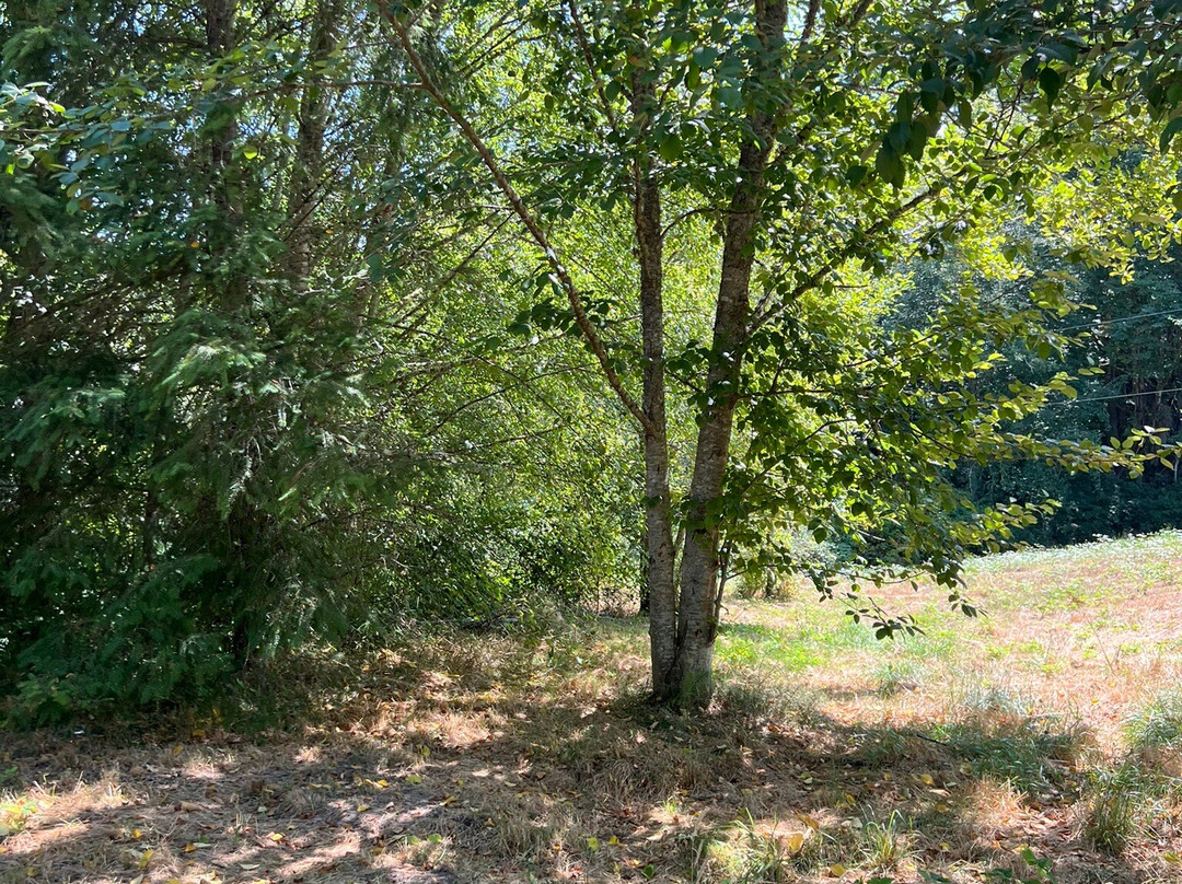 Sakai Park-班布里奇岛必去景点