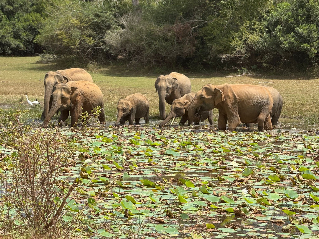 Moon Lanka Tours-希克杜沃必去景点