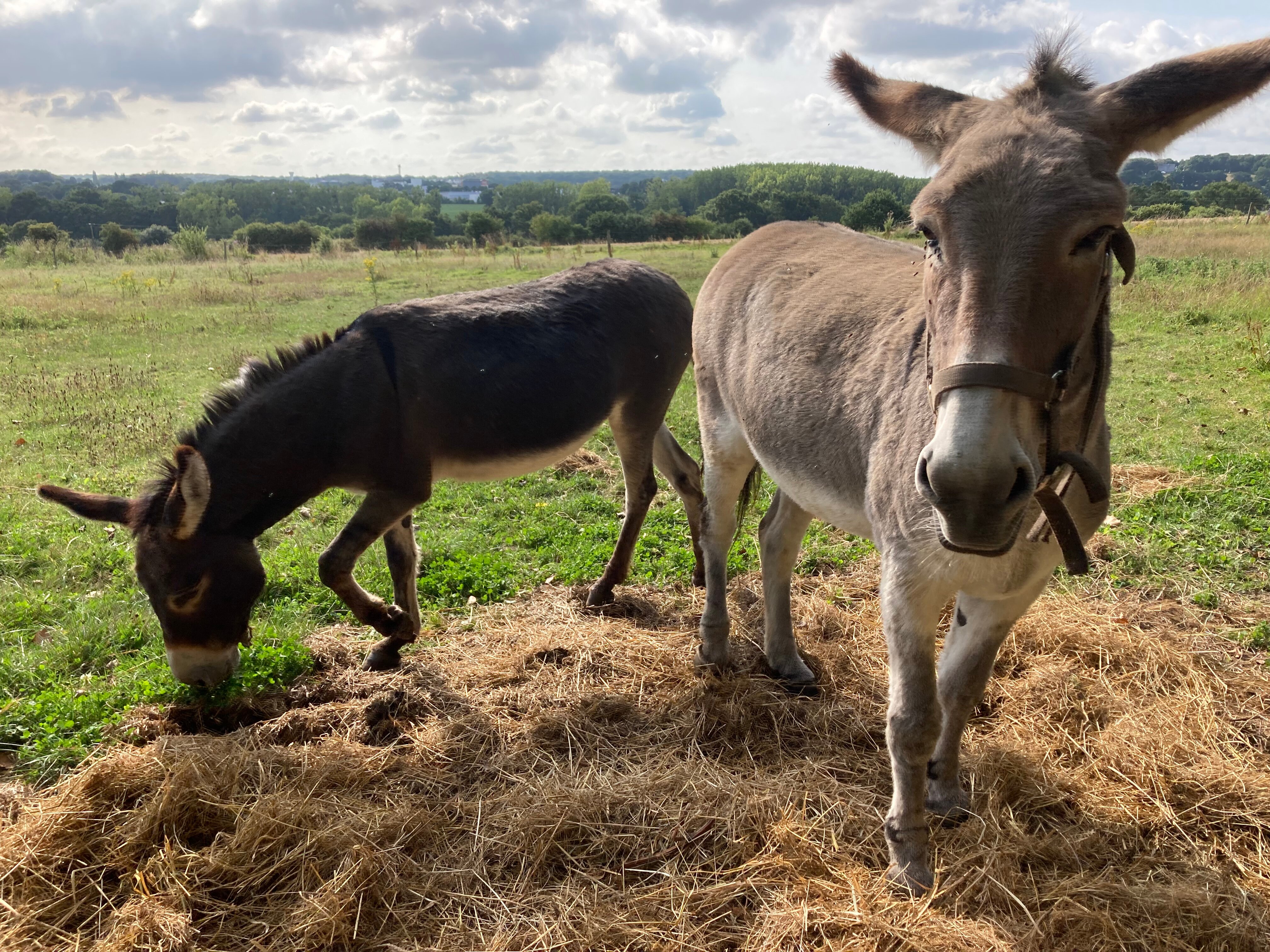 Manoir de la Villeneuve-官方