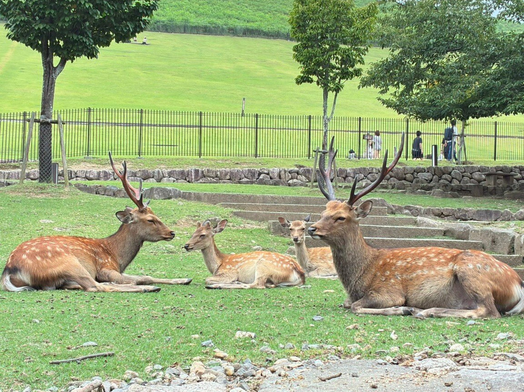 若草山-奈良市必去景点