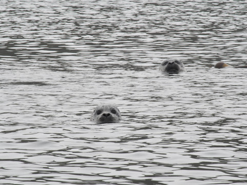 Kodiak Alaskan Adventures-Kodiak必去景点