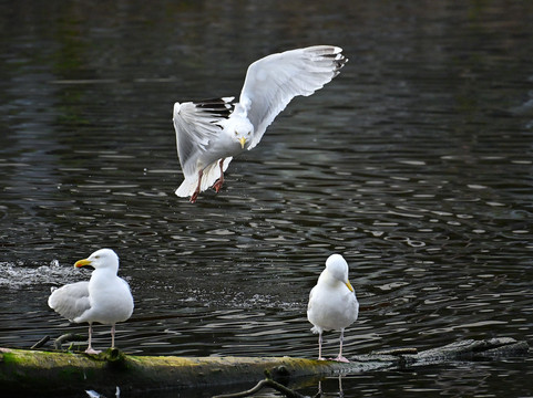 Ocean Mist Leith主图