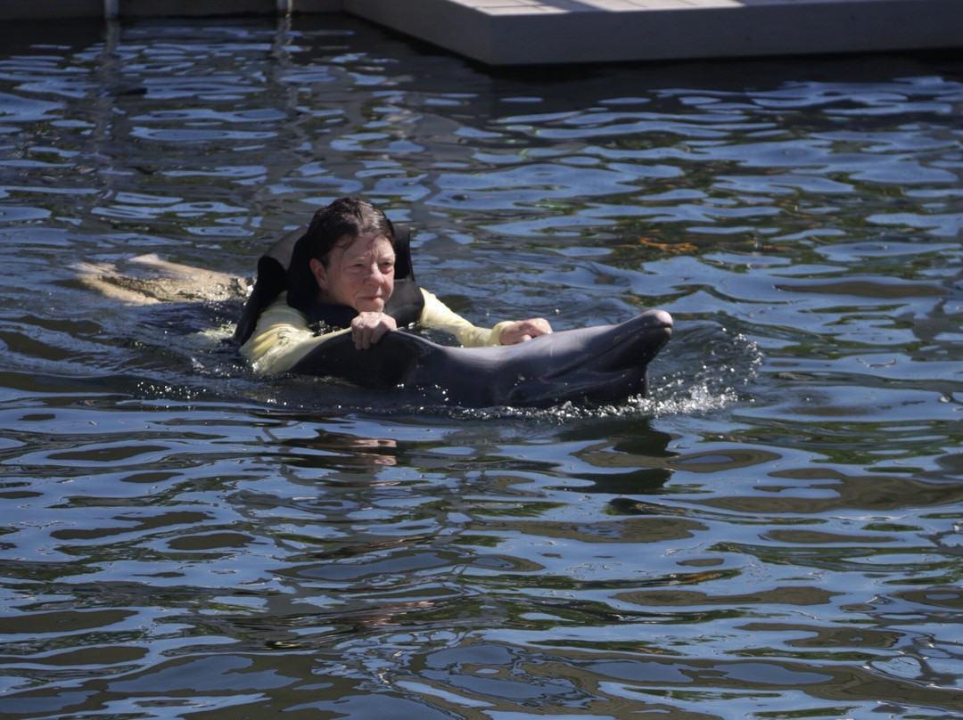 Dolphin Life-拉哥岛必去景点