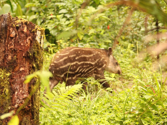 Manu Wildlife Tours-库斯科必去景点