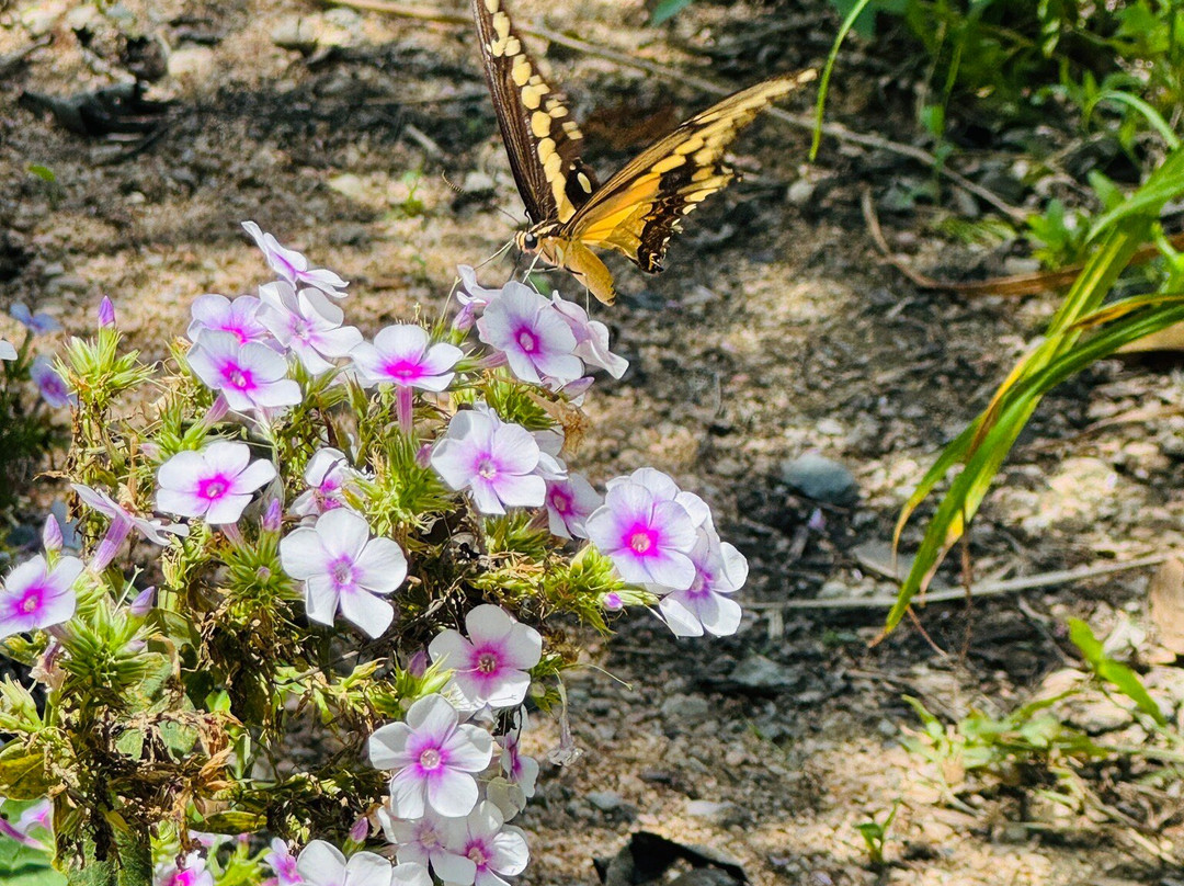 Antique Rose Emporium-Independence必去景点