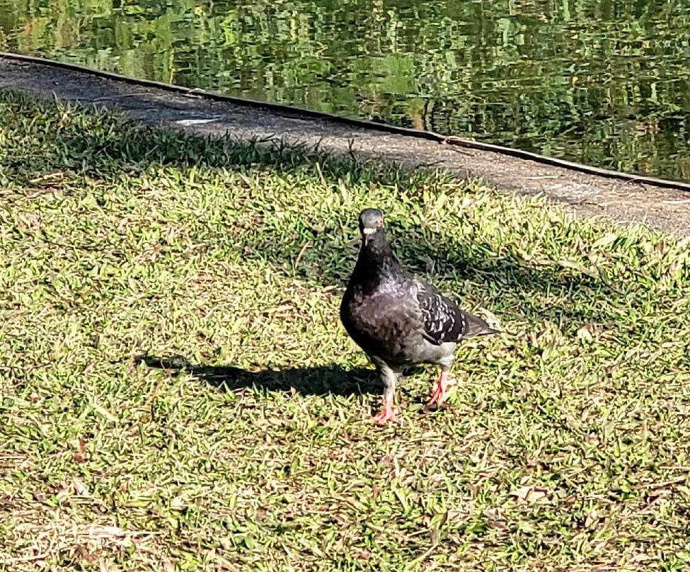 Ramiro Ruediger Park-Blumenau必去景点
