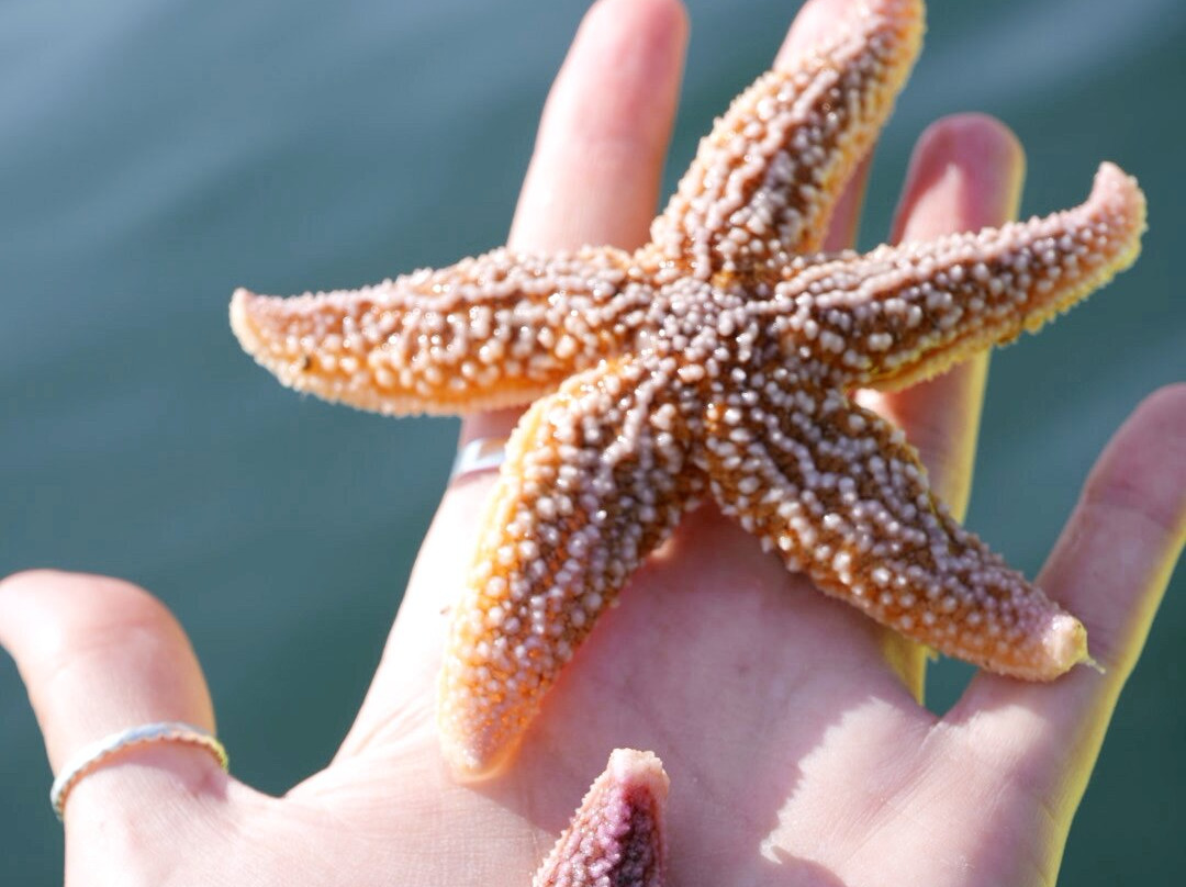 Osprey's Echo Sea Kayaking-Stonington必去景点