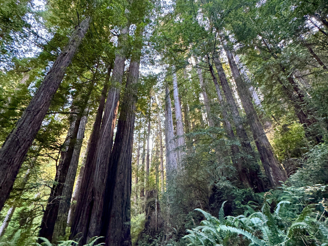 Trillium Falls Hike-Orick必去景点
