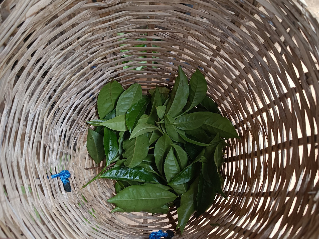 Halpewatte Tea Factory Tour-埃勒必去景点