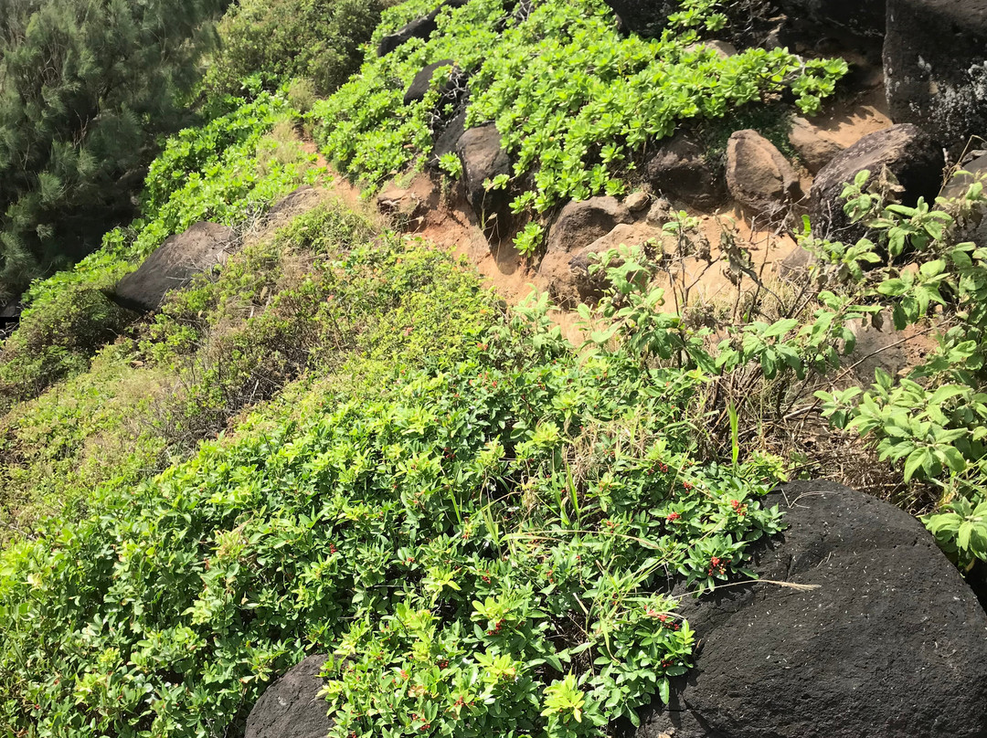 Moloa'a Beach-基拉韦厄必去景点