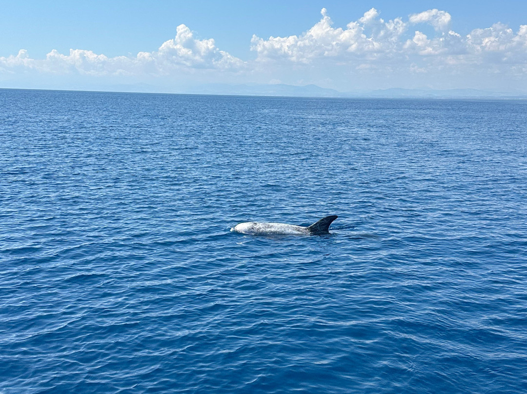 Jonian Dolphin Conservation-塔兰托必去景点