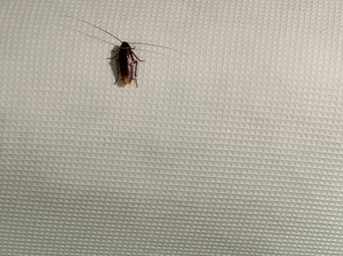 布赖恩大学城凯悦嘉寓酒店主图