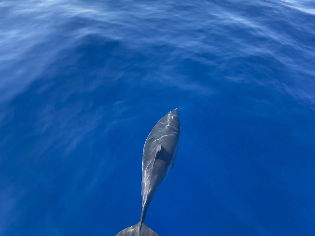 Piloto Diving-Capo Vaticano必去景点