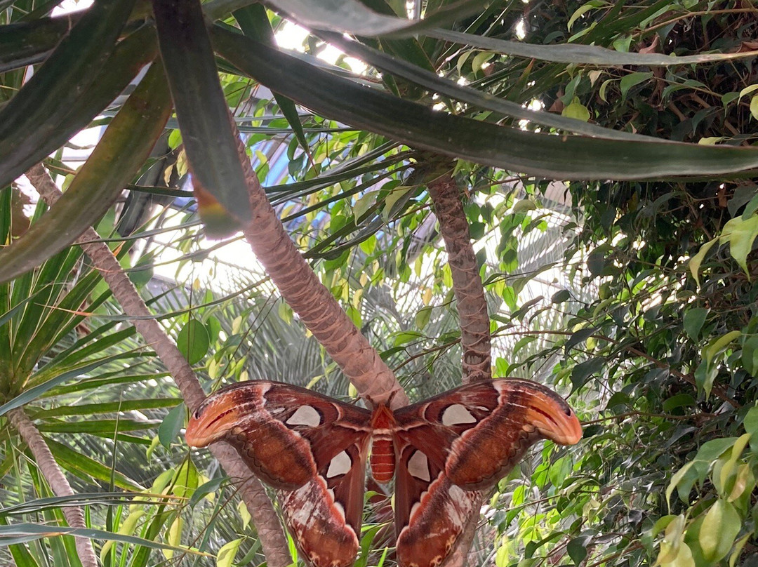 L'Ile aux Papillons-La Gueriniere必去景点