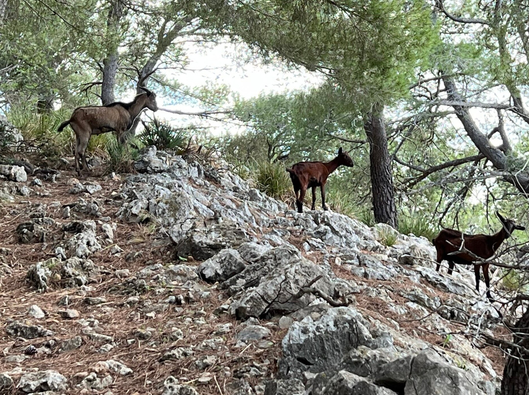 Puig de Pollenca-Pollenca必去景点