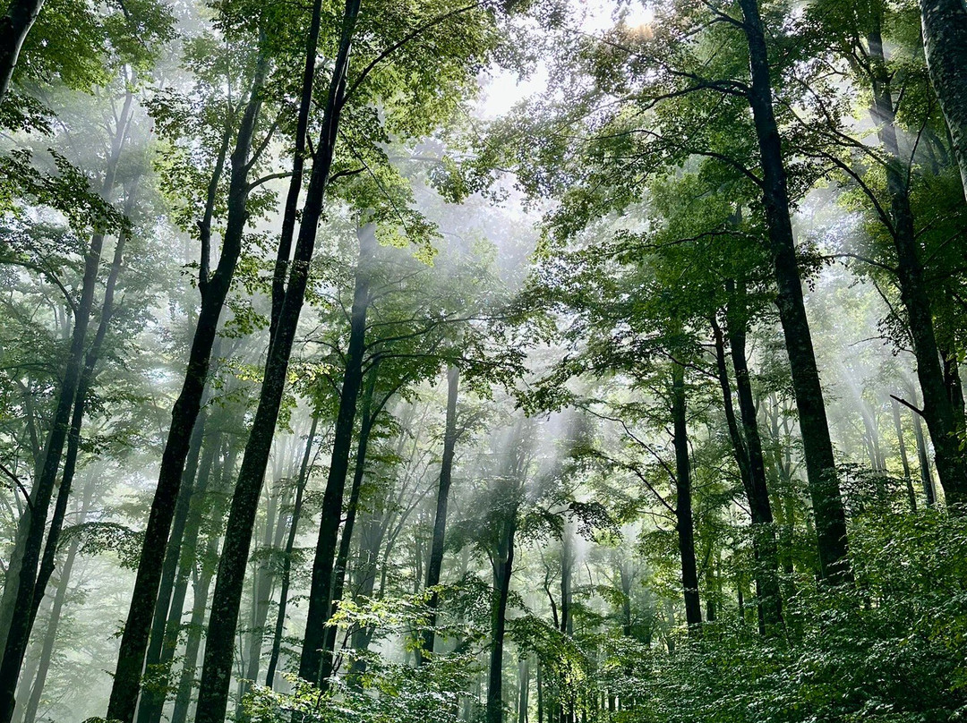 Foresta Biogenetica Di Pian Di Novello-Pian di Novello必去景点