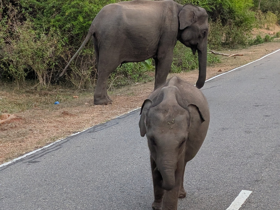 Your Driver Sri Lanka-科伦坡必去景点