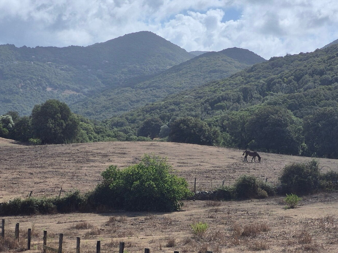 Parc Naturel D'Olva-Sartene必去景点