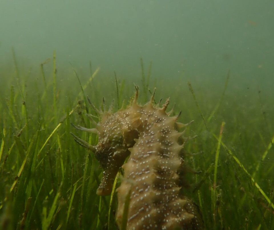 Passeios Ria Formosa-Fuseta必去景点