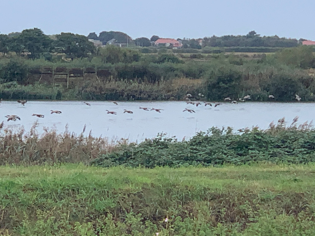 Lunt Meadows Nature Reserve-利物浦必去景点