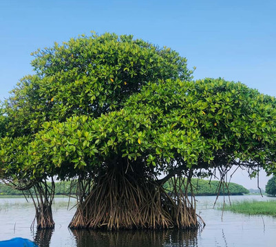Chavo Tours-埃勒必去景点