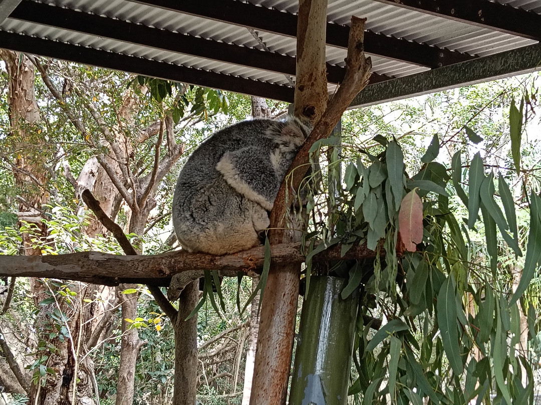Selina Magnetic Island & The Koala Park-Horseshoe Bay必去景点