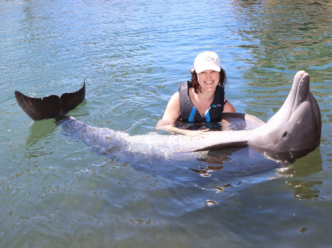 寻访海豚-瓦胡岛必去景点