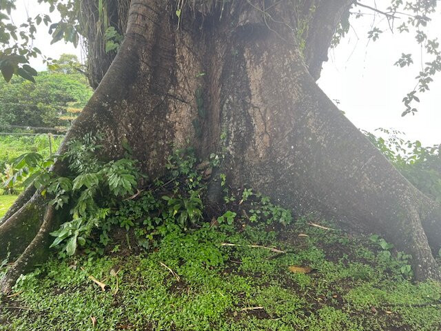 Restaurante La Tortuga主图