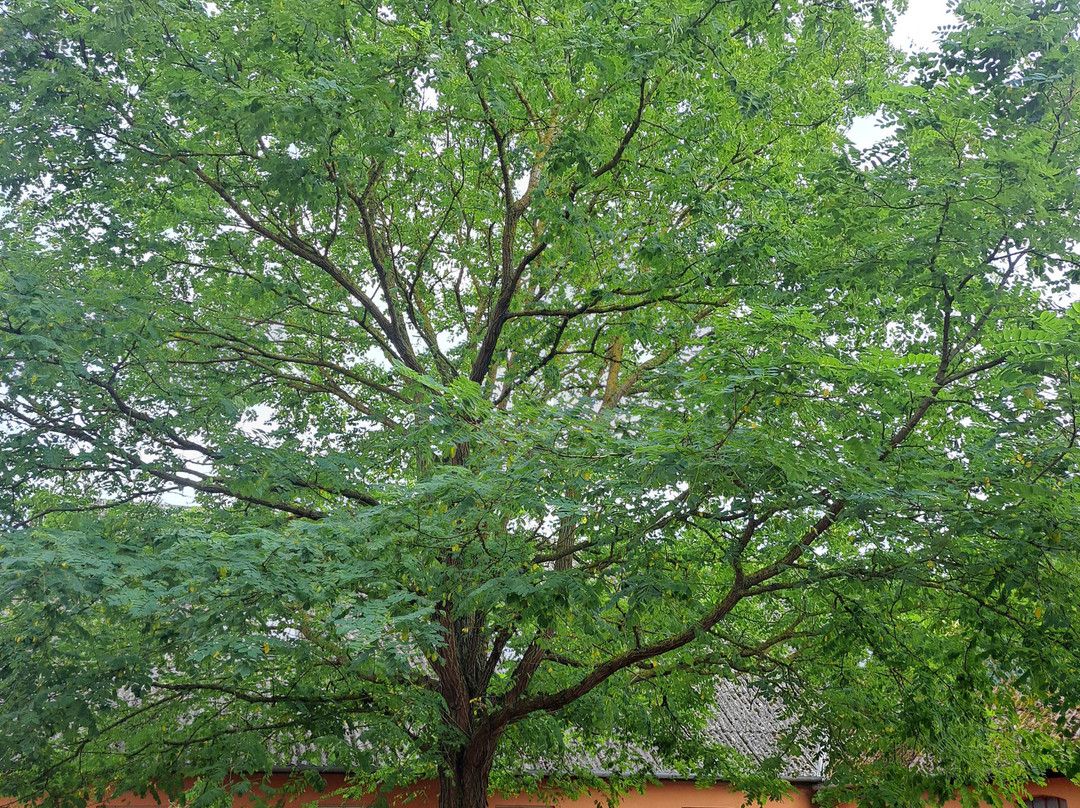 Akaciegaarden Bed & Breakfast主图