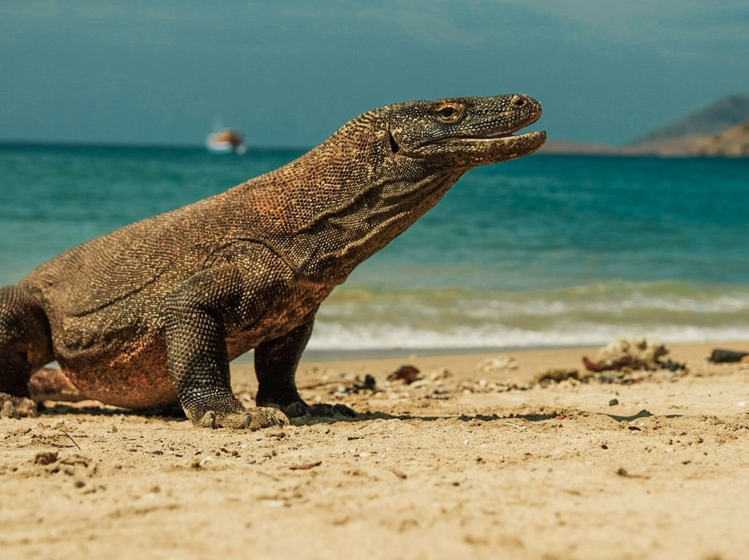 Pesona Nidera-Labuan Bajo必去景点