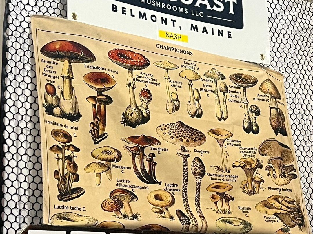 United Farmers Market of Maine-贝尔法斯特必去景点