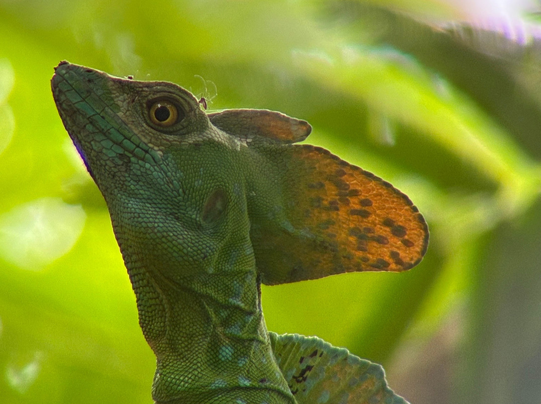 Ecogarden Arenal Family Project-福德圣卡洛斯必去景点