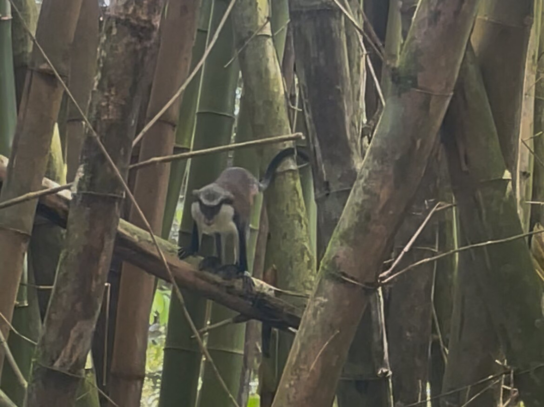 Seven Sisters Waterfalls Grenada-Grand Etang National Park必去景点