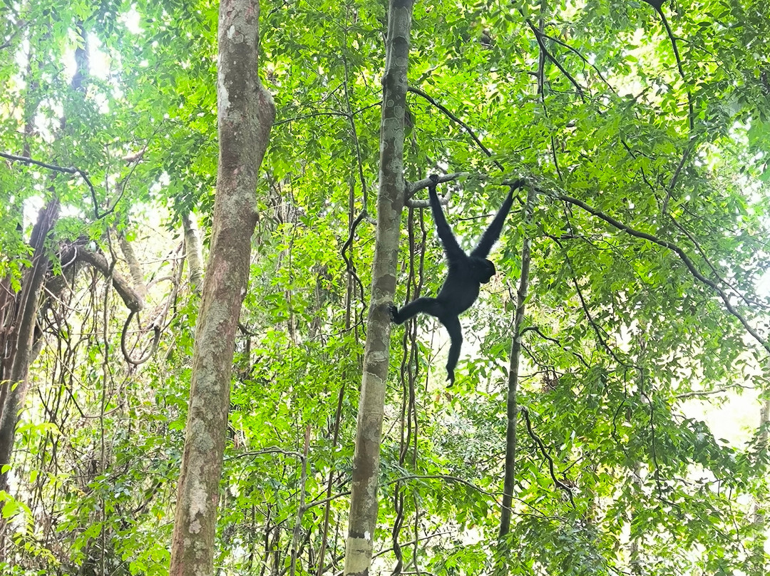 Trekking Orangutan Sumatra-武吉拉旺必去景点