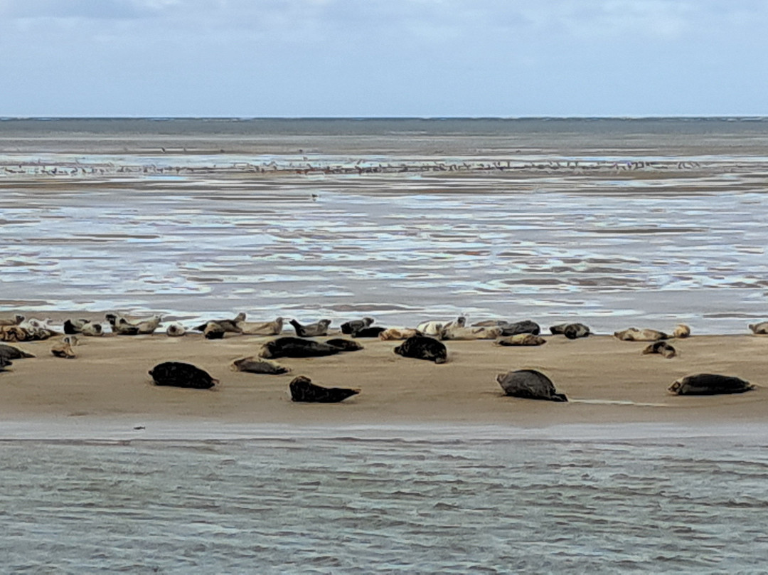 Zeehond Robbentocht-Nes必去景点