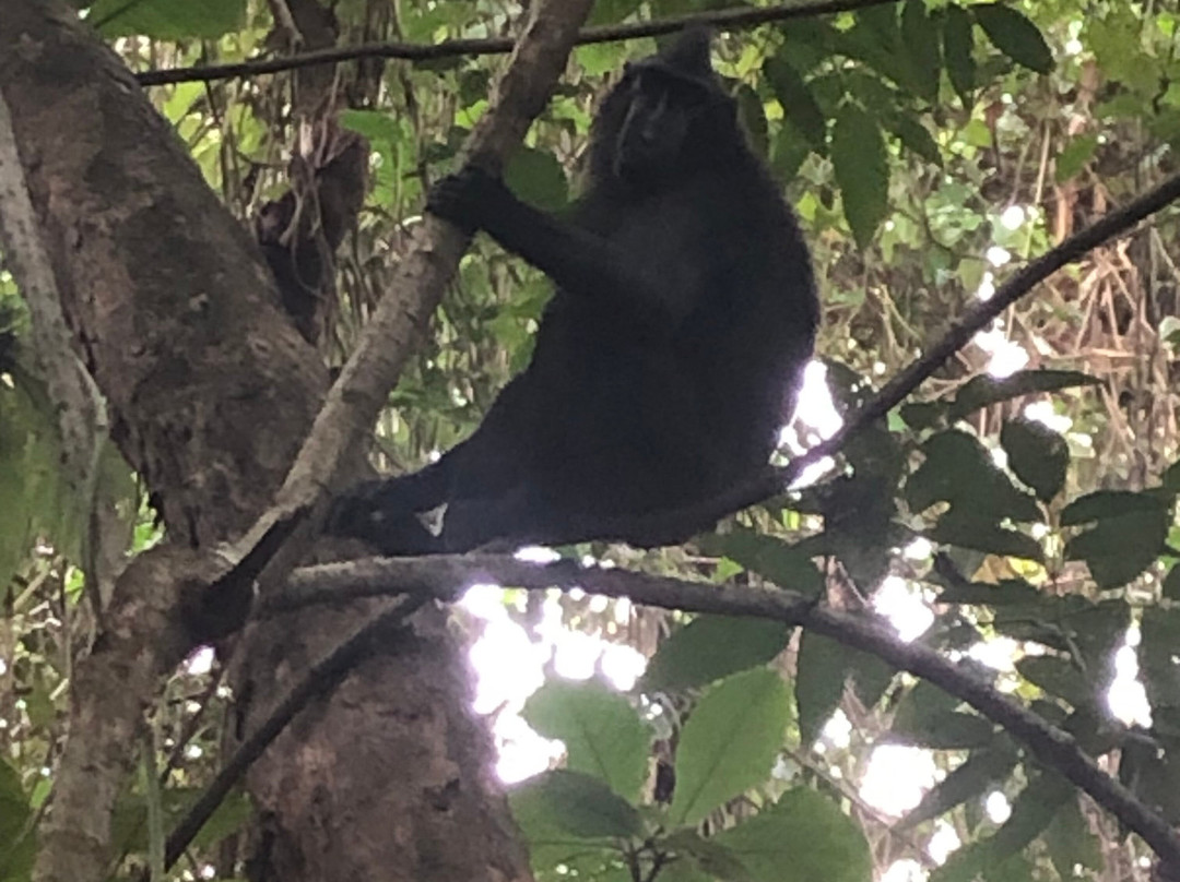 Tangkoko Wildlife Tour-比通必去景点