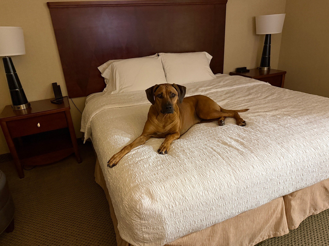 Hampton Inn Sayre主图